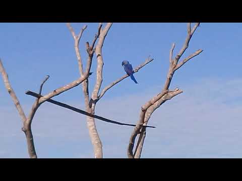 Embedded thumbnail for Pantanal Ecotrips seeing macaws